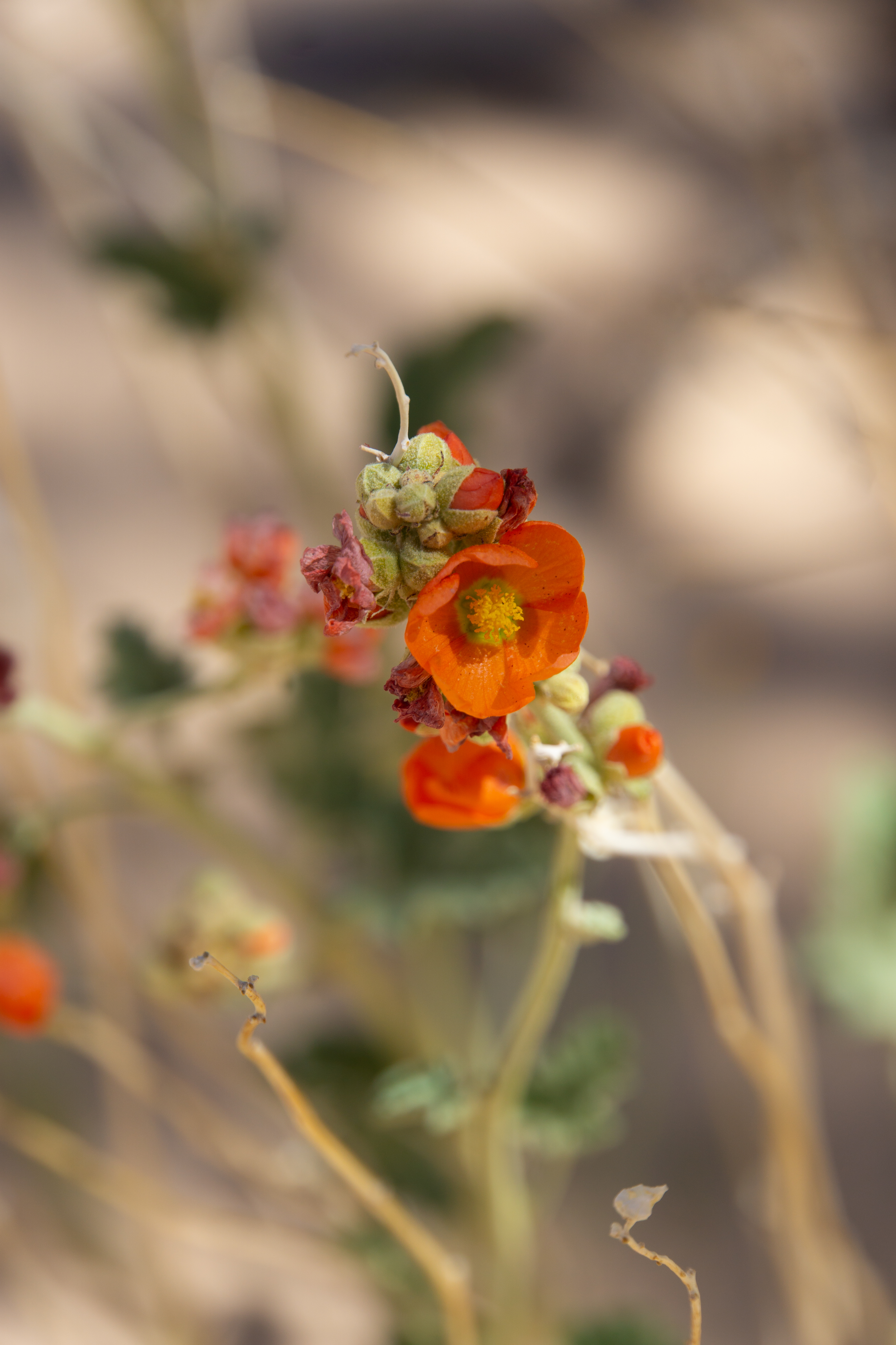 US National Parks 2022 25